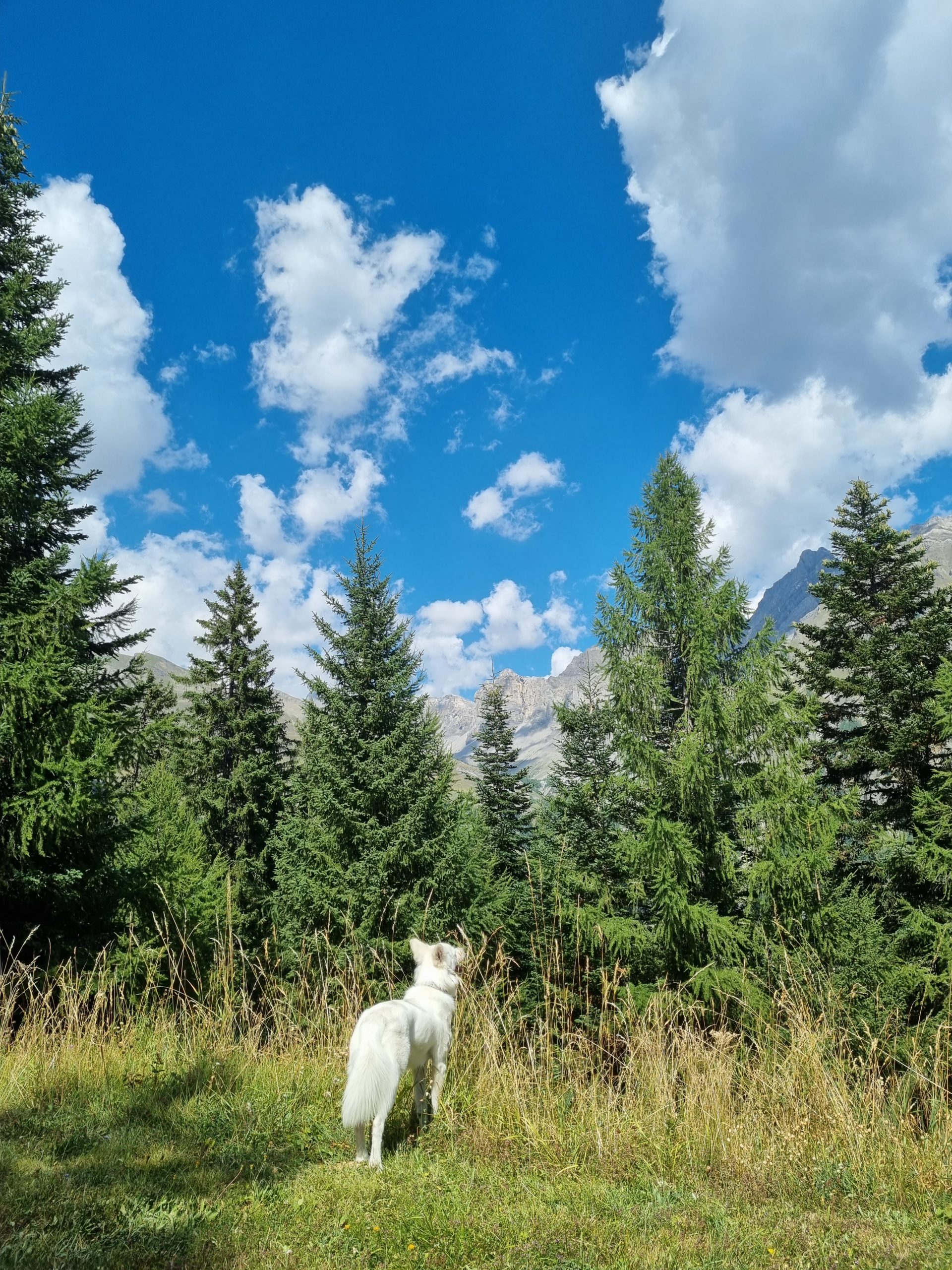 Communication animale guidance lecture psychique nature forêt montagne chien blanc spiritualité arbre sapin nuage soin énergétique soin thérapeutique bol tibétain soin code universel